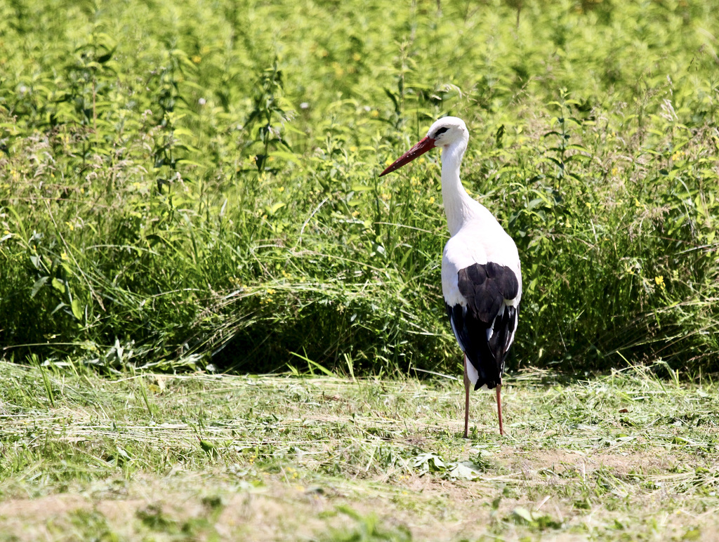 Dieser Storch beobachtet, ob ich ihm zu nahe kommen will,