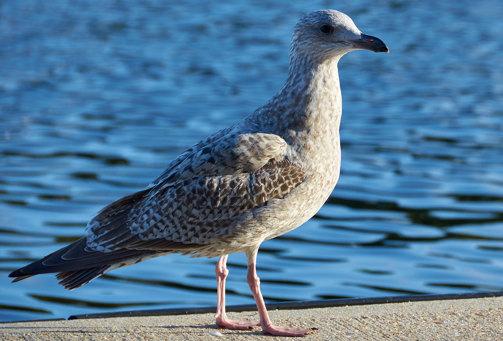 Gull in the sunshine.