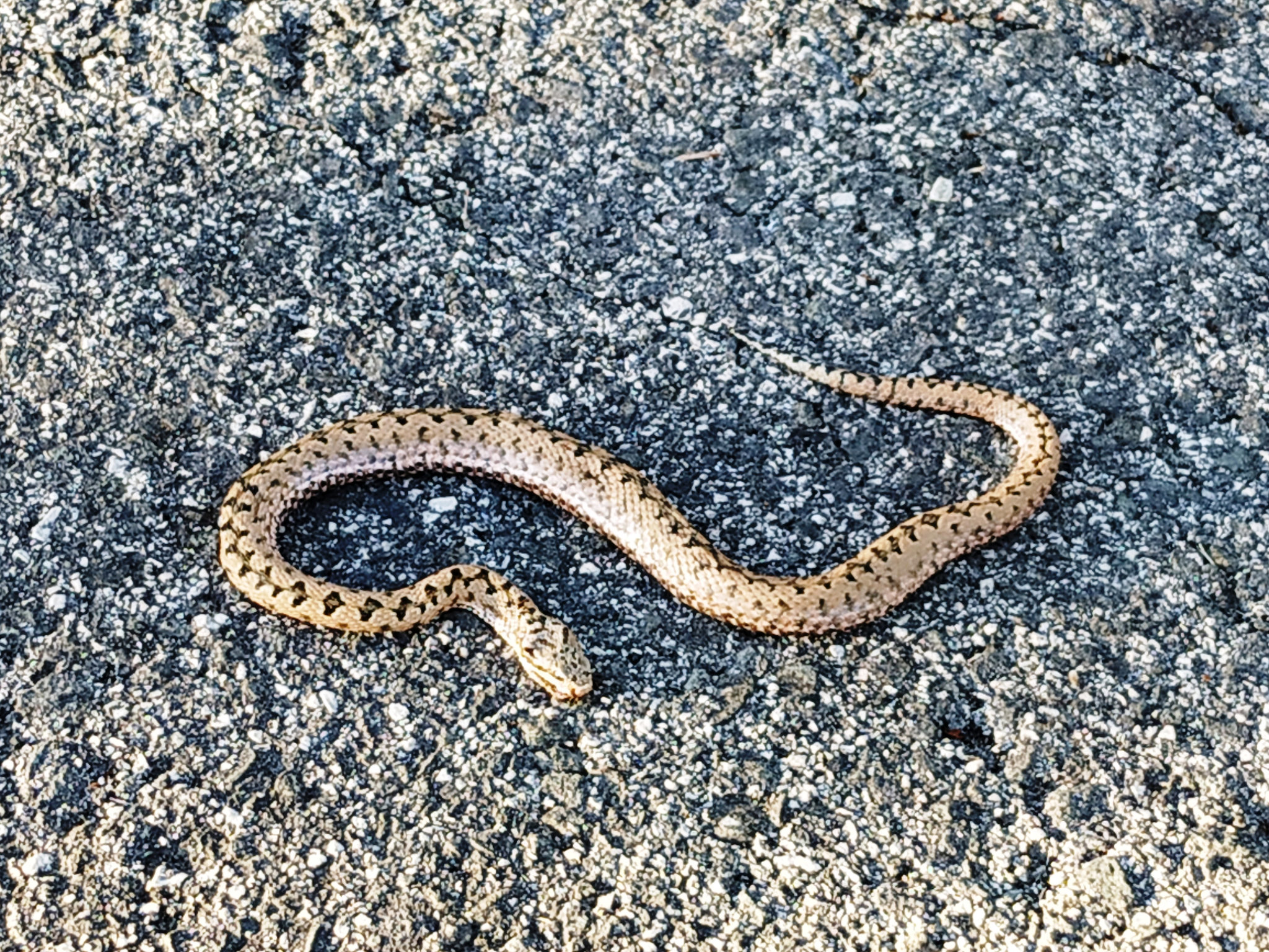 Pequeña víbora.