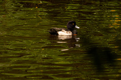 Tufted Duck