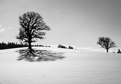 Baumschatten