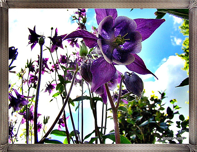 Aquilegia  (Granny Bonnet)