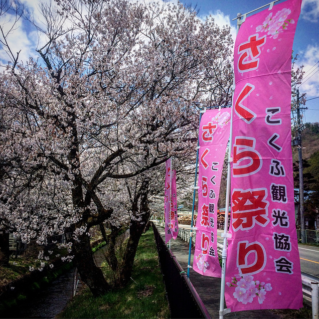 Kan'ō 観桜.