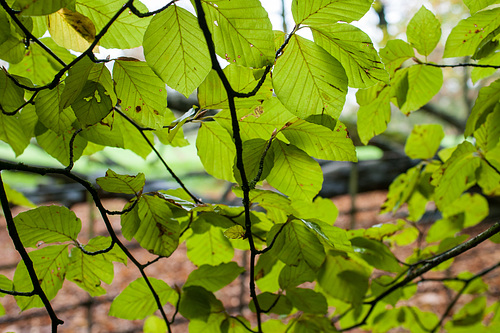 Leaves Hanging On