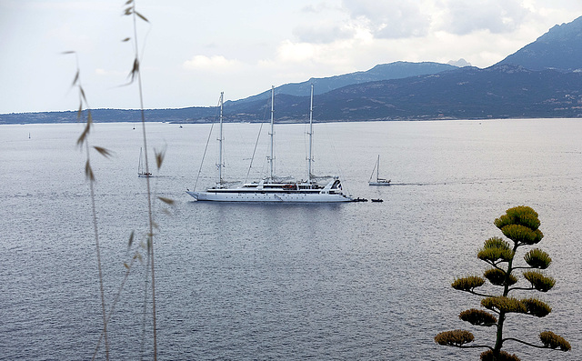 Calvi-PIP 1