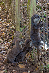 Otters which seem to enjoy climbing fences.