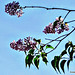 Lilac On Our Tree,