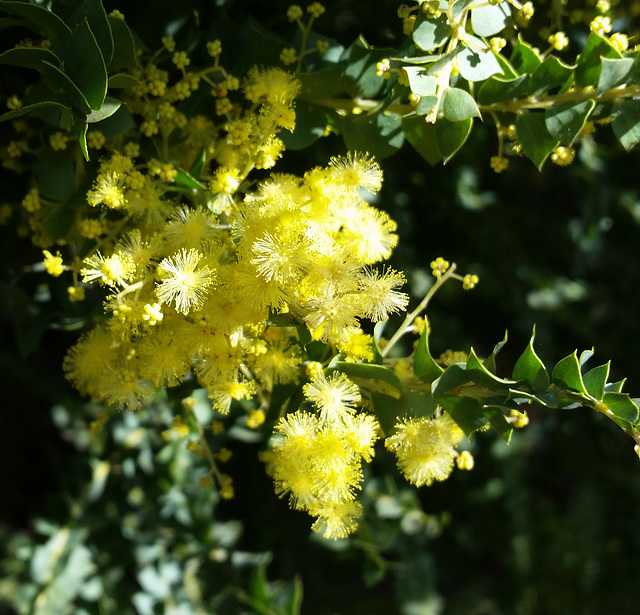 wattle July 2020