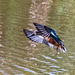 Shoveler duck