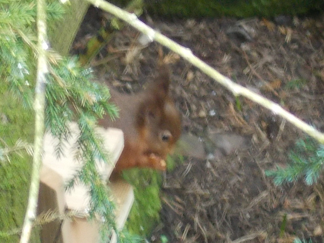 oaw[rsq] - 29th March & still eating hazelnuts