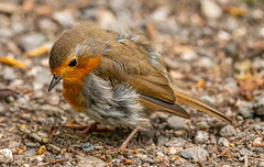 Robin