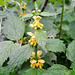 Gewöhnliche Goldnessel (Lamium galeobdolon (L.) L., Syn.: Galeobdolon luteum Huds.)