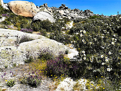 Spring wildflowers, La Sierra de La Cabrera.