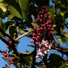 Lilas,  Charles Joly