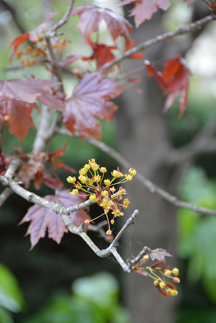 fleurs d'érable