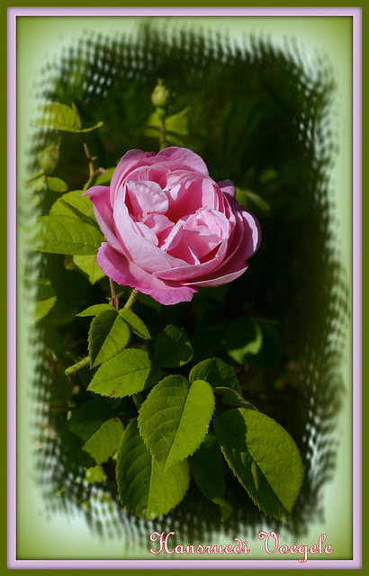 Rose13