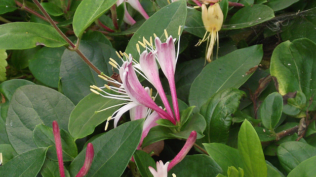 The honeysuckle is growing yet again in another place