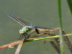 Blue Emperor f ovipositing (Anax imperator) DSB 0465