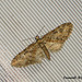 1852 Eupithecia abbreviata (Brindled Pug)