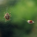 Spider with Ladybird (Ladybug)