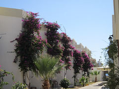 The flowers against the walls of the hotel are gorgeous