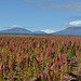 Bolivian Altiplano, Quinoa Plantation