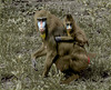 Mandrill Mom & Kid