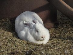 The large, white bunny