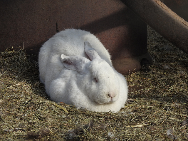 The large, white bunny