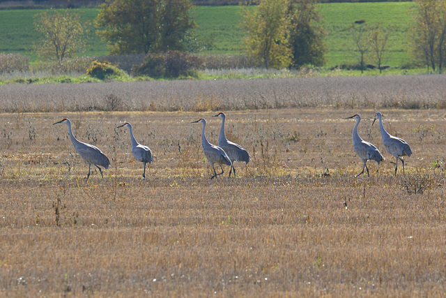 Sandhill Cranes