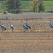 Sandhill Cranes