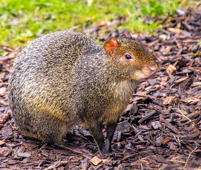 Agouti