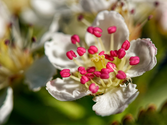 Aronia (PiP)