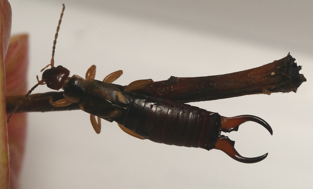 IMG 6306Earwig
