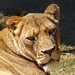 Lioness at Dartmoor Conservation Zoo