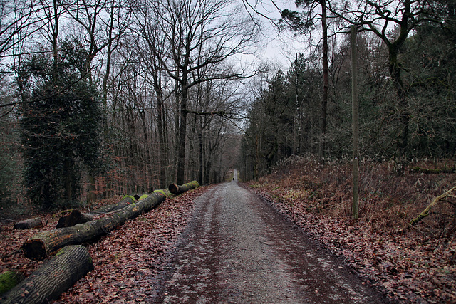 Herzogsweg (Haard, Haltern am See) / 26.12.2023