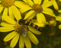 IMG 1189 Hoverfly