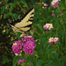 EASTERN TIGER SWALLOWTAIL    FOR WORLD PHOTOGRAPHY DAY