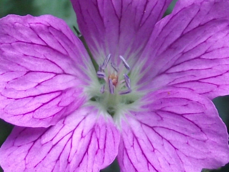 Lovely purple mallow flower
