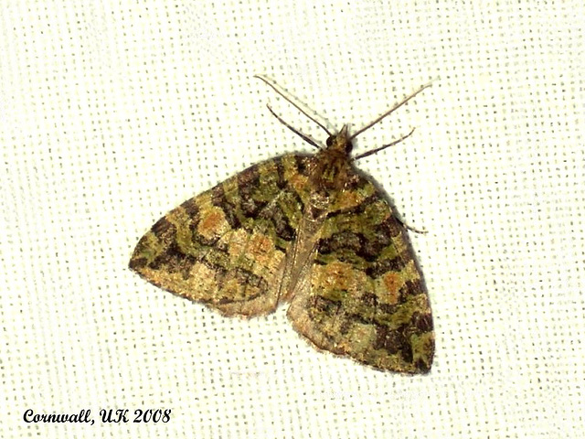 1777 Hydriomenia furcata (July Highflyer)