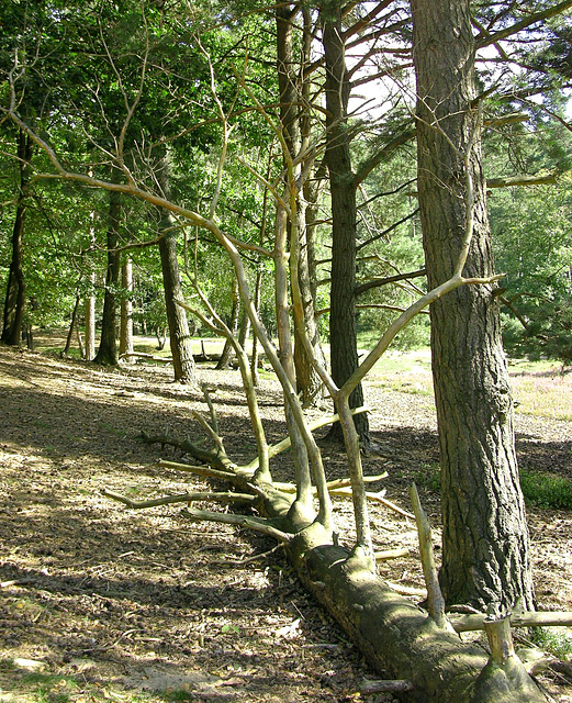 Tod in der Fischbeker Heide