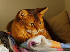 Cat in the cupboard