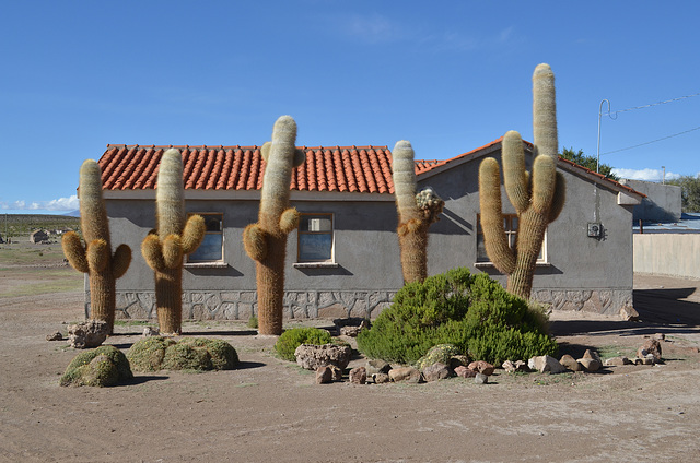 Bolivian Altiplano, Cactuses in San Juan Village