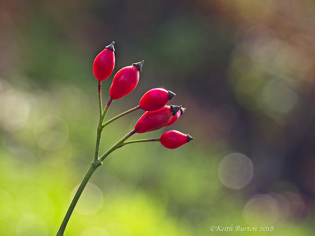 Rose Hips