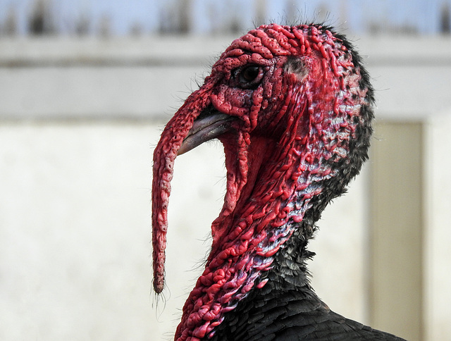 Gobbler at the farm