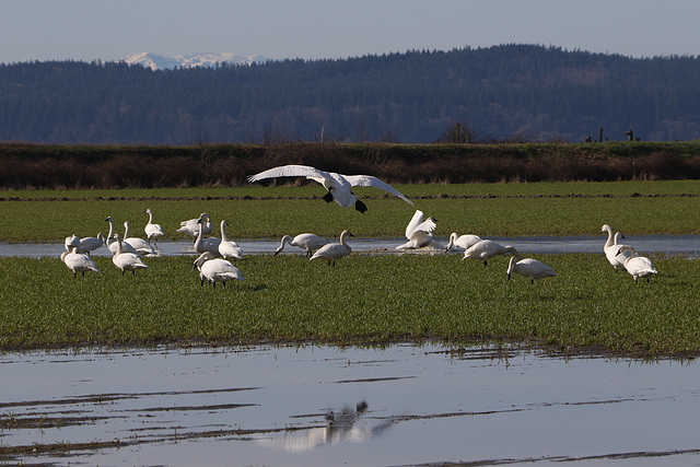 Trumpeter Swans