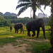 Krabi Elephant HOUSE Sanctuary