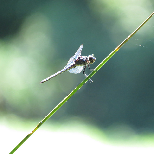 Dragonfly