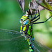 Migrant hawker