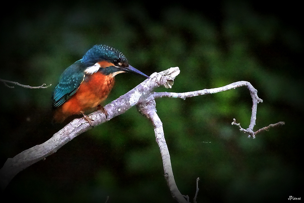 Kingfisher